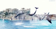 Spettacolo-dei-delfini-Oltremare.jpg